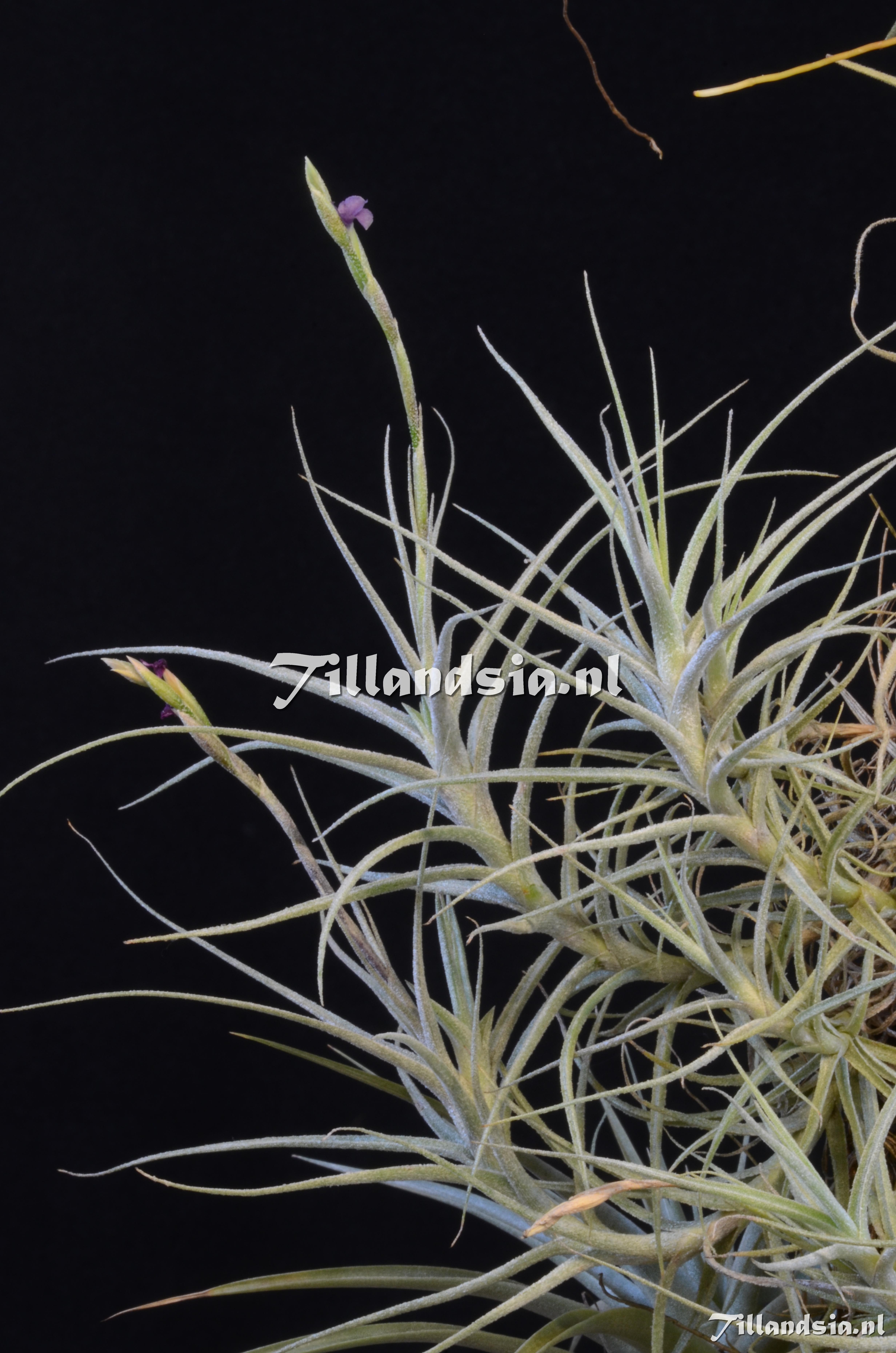 683 Tillandsia marconae