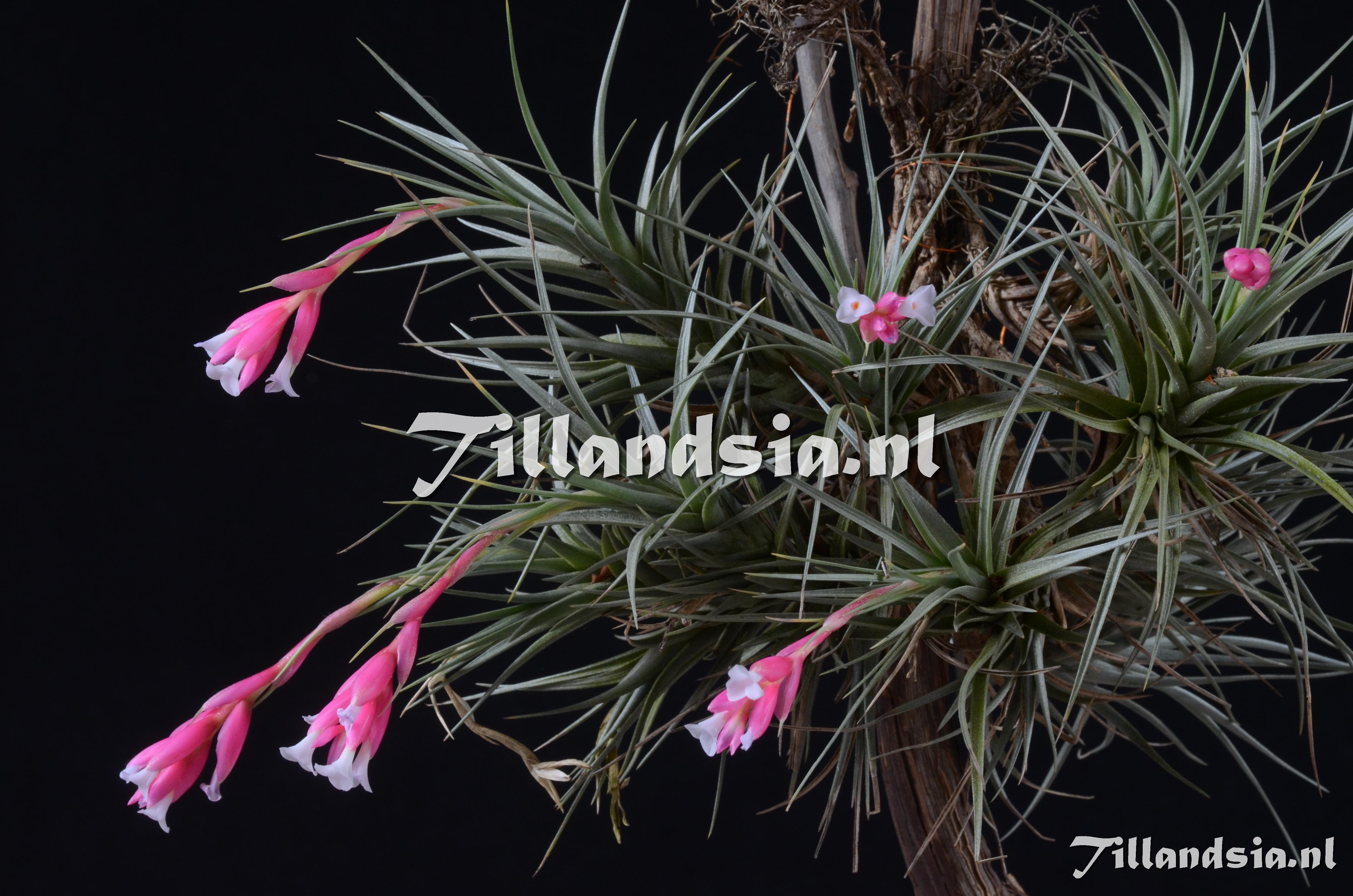 71 Tillandsia tenuifilia