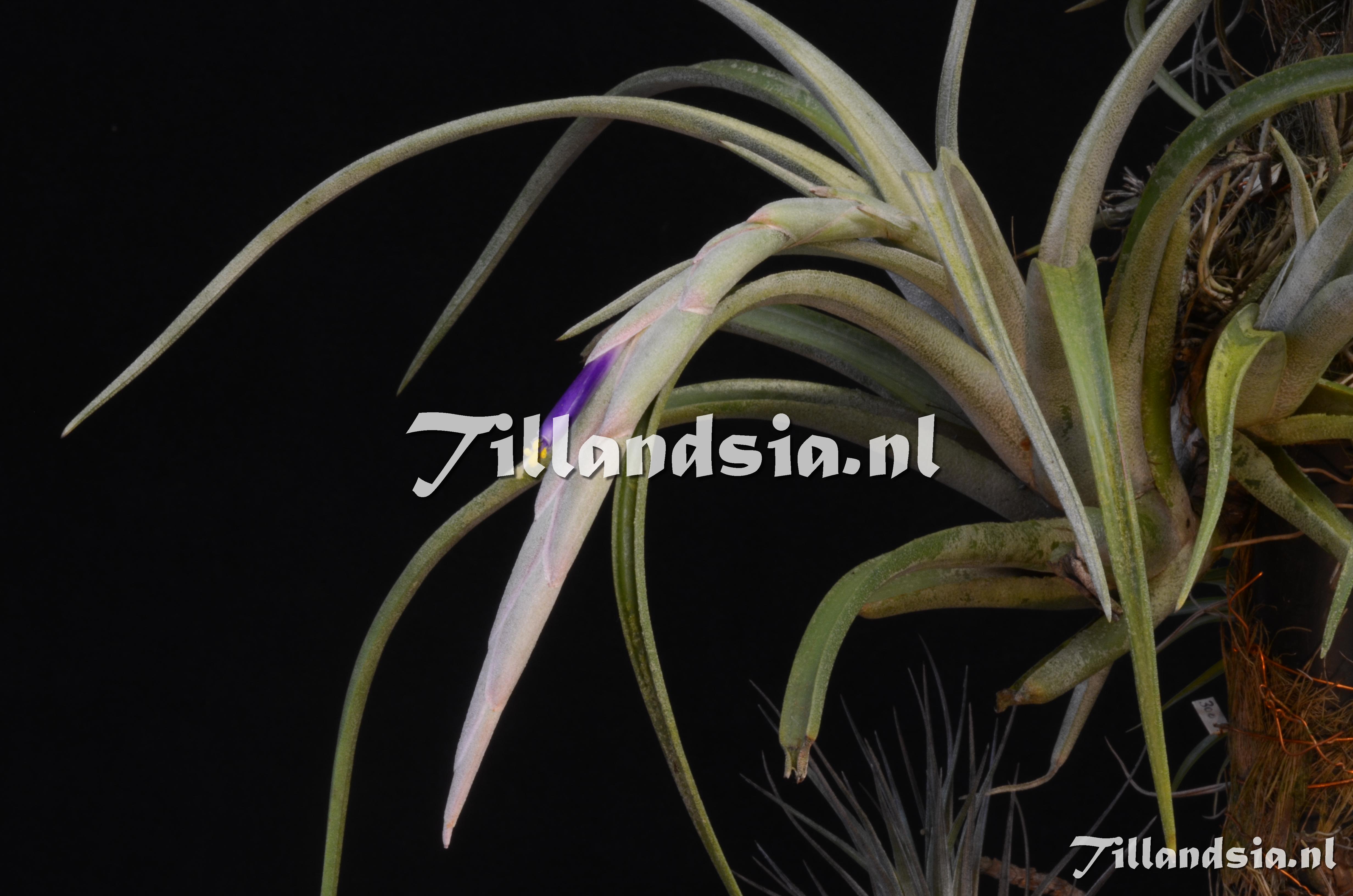 711 Tillandsia schatzlii