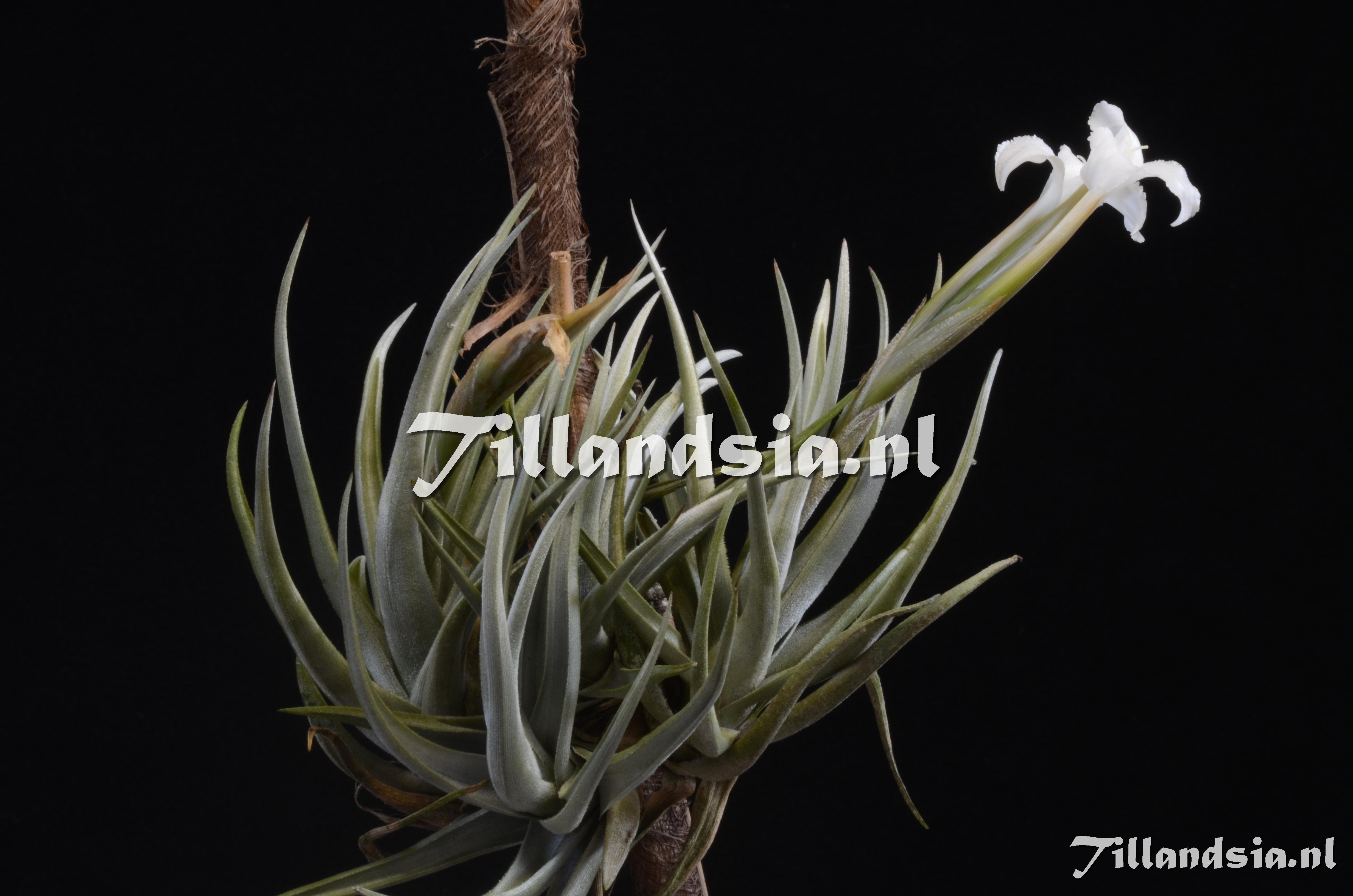 722 Tillandsia xiphioides