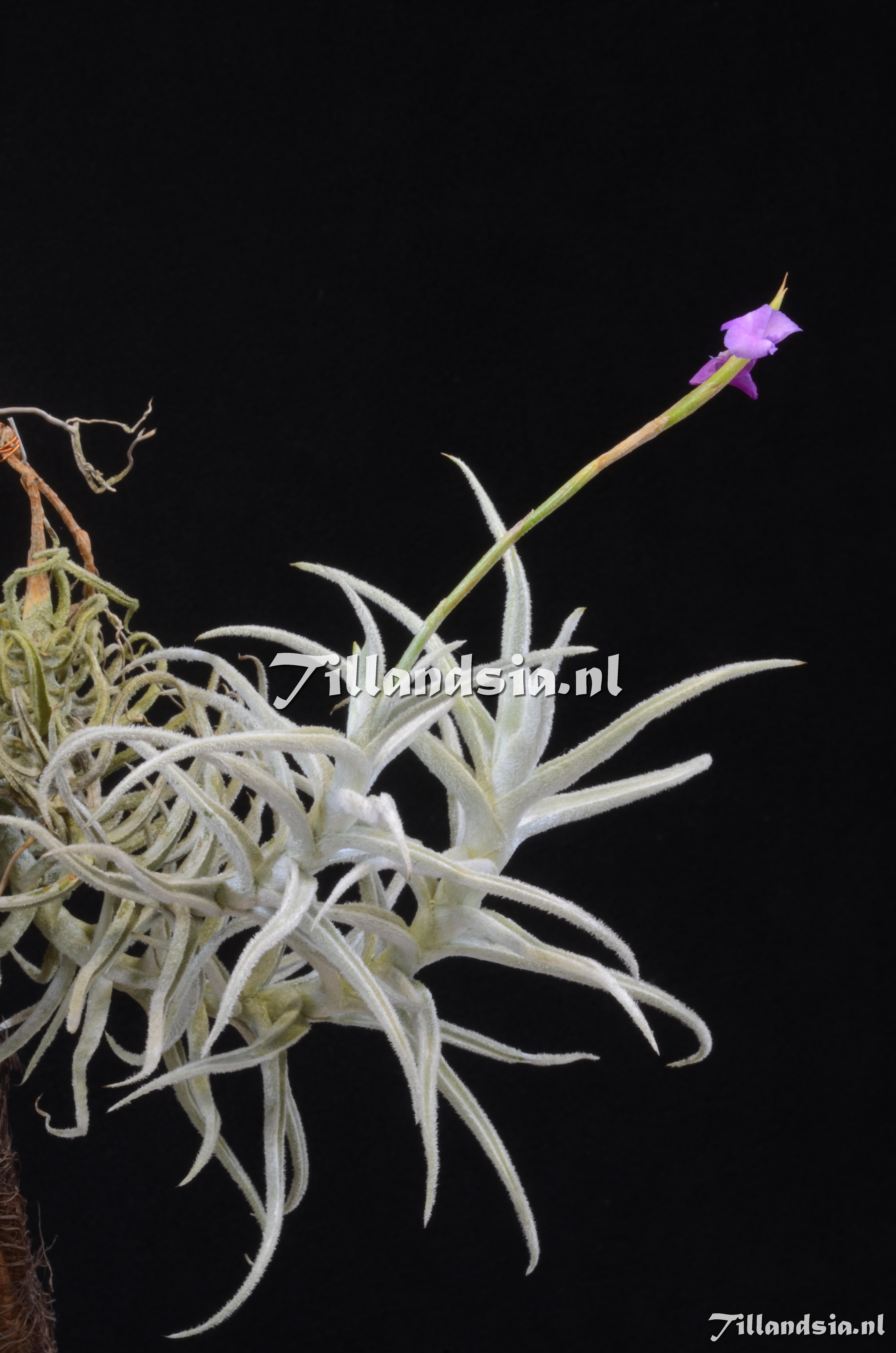 728 Tillandsia paleacea 