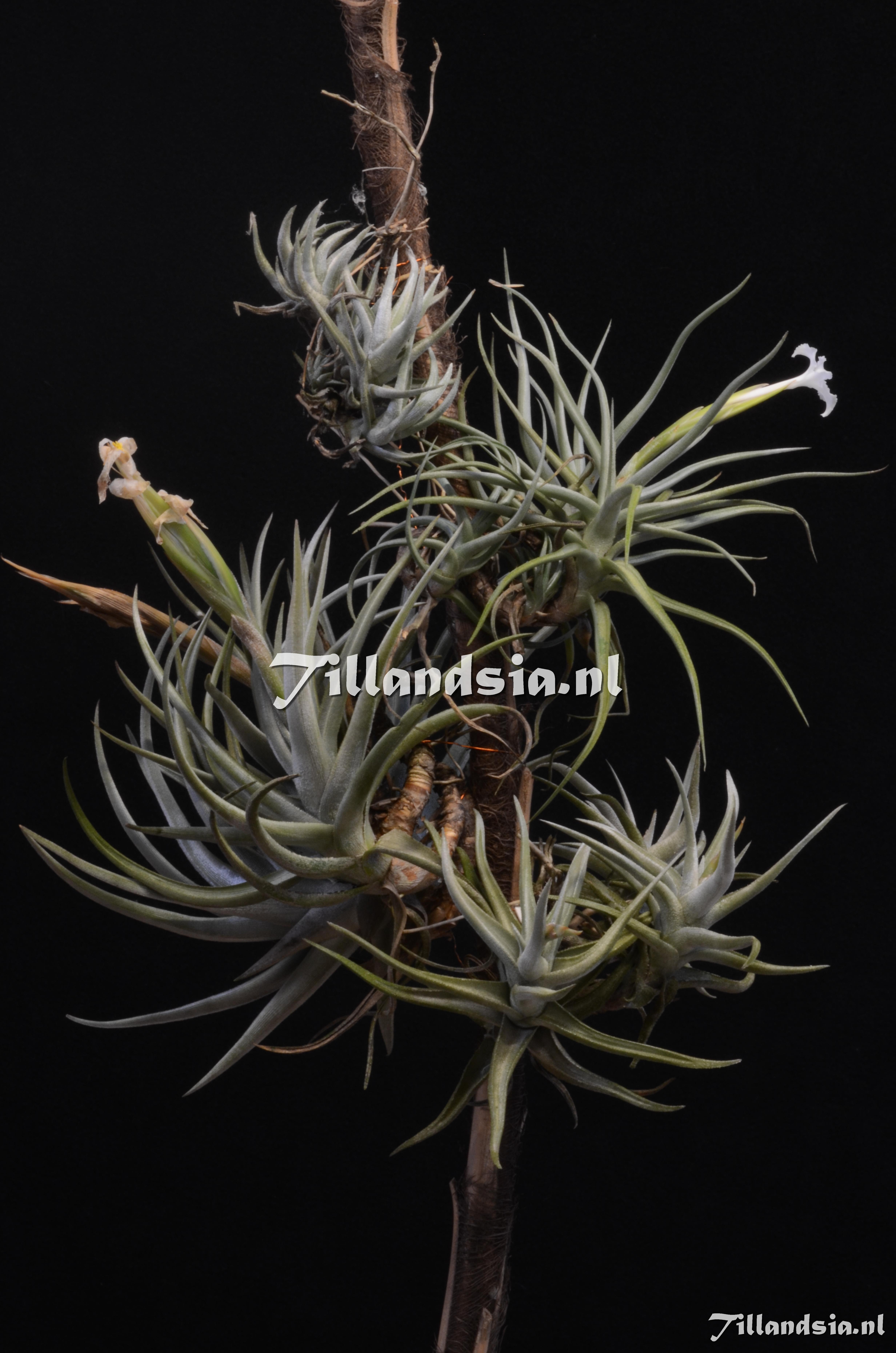 752 Tillandsia xiphioides var. minor