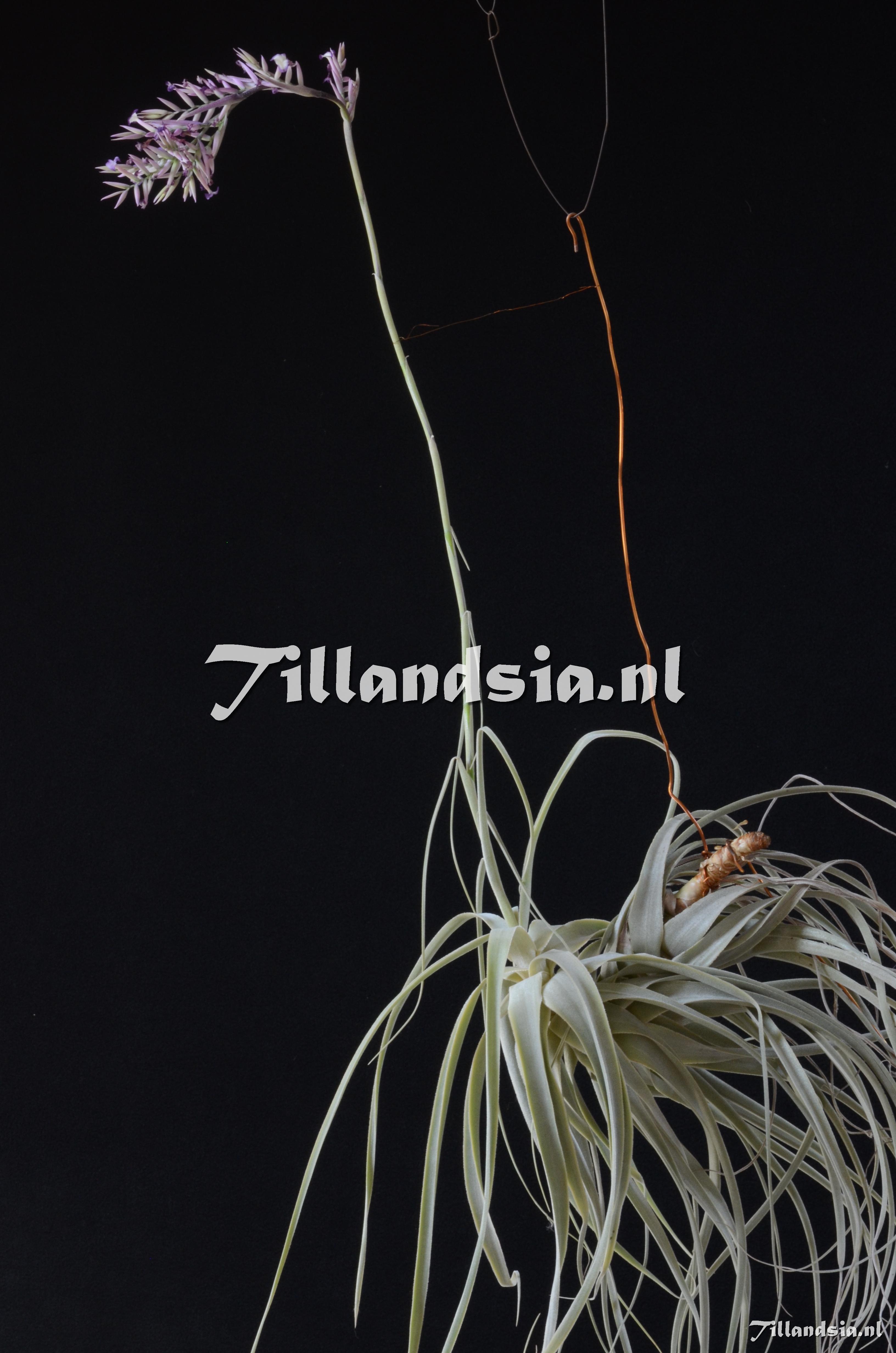 78 Tillandsia straminea