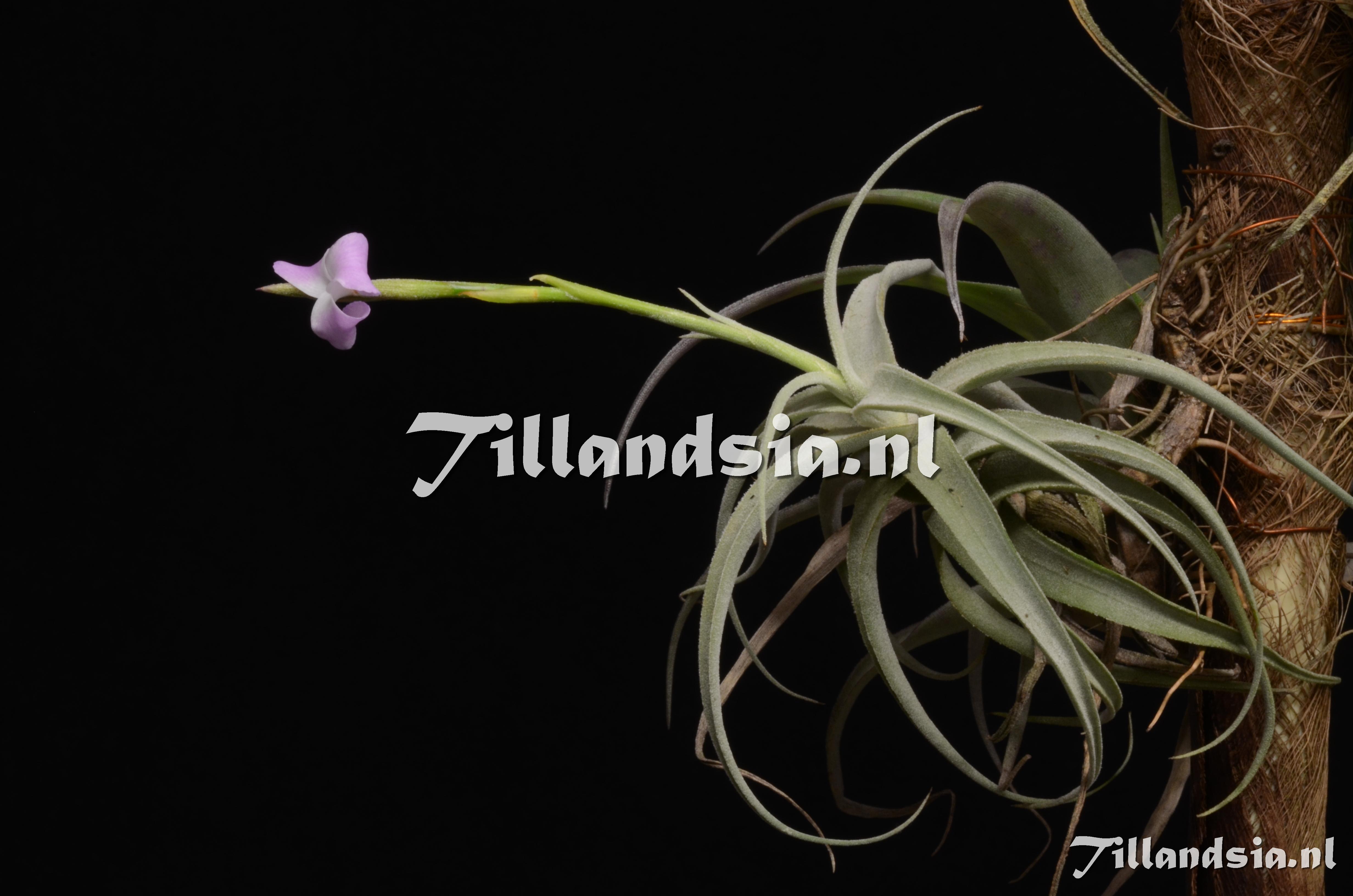 784 Tillandsia cf. paleacea subsp. apurimacensis