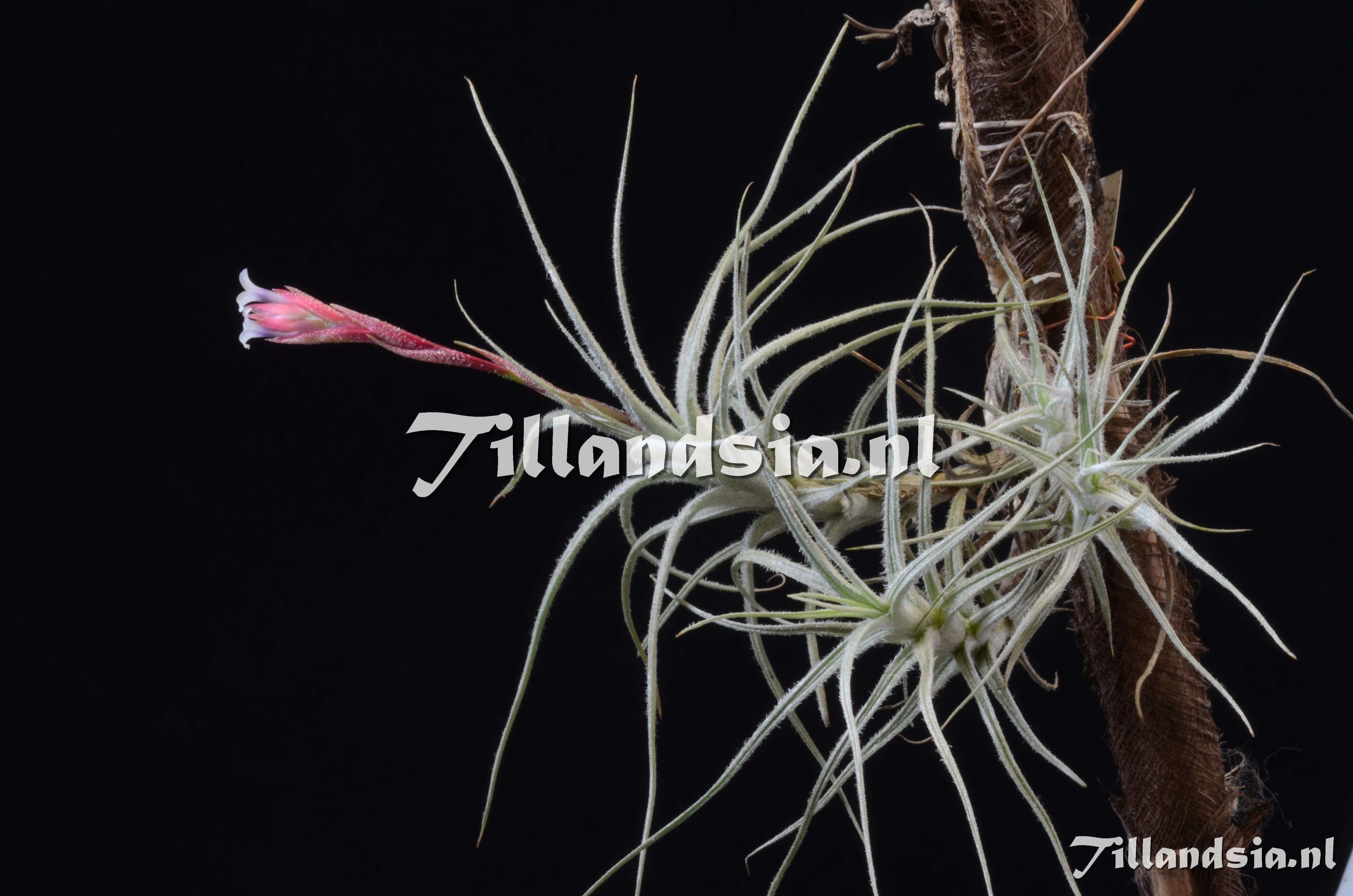 792 Tillandsia balsasensis