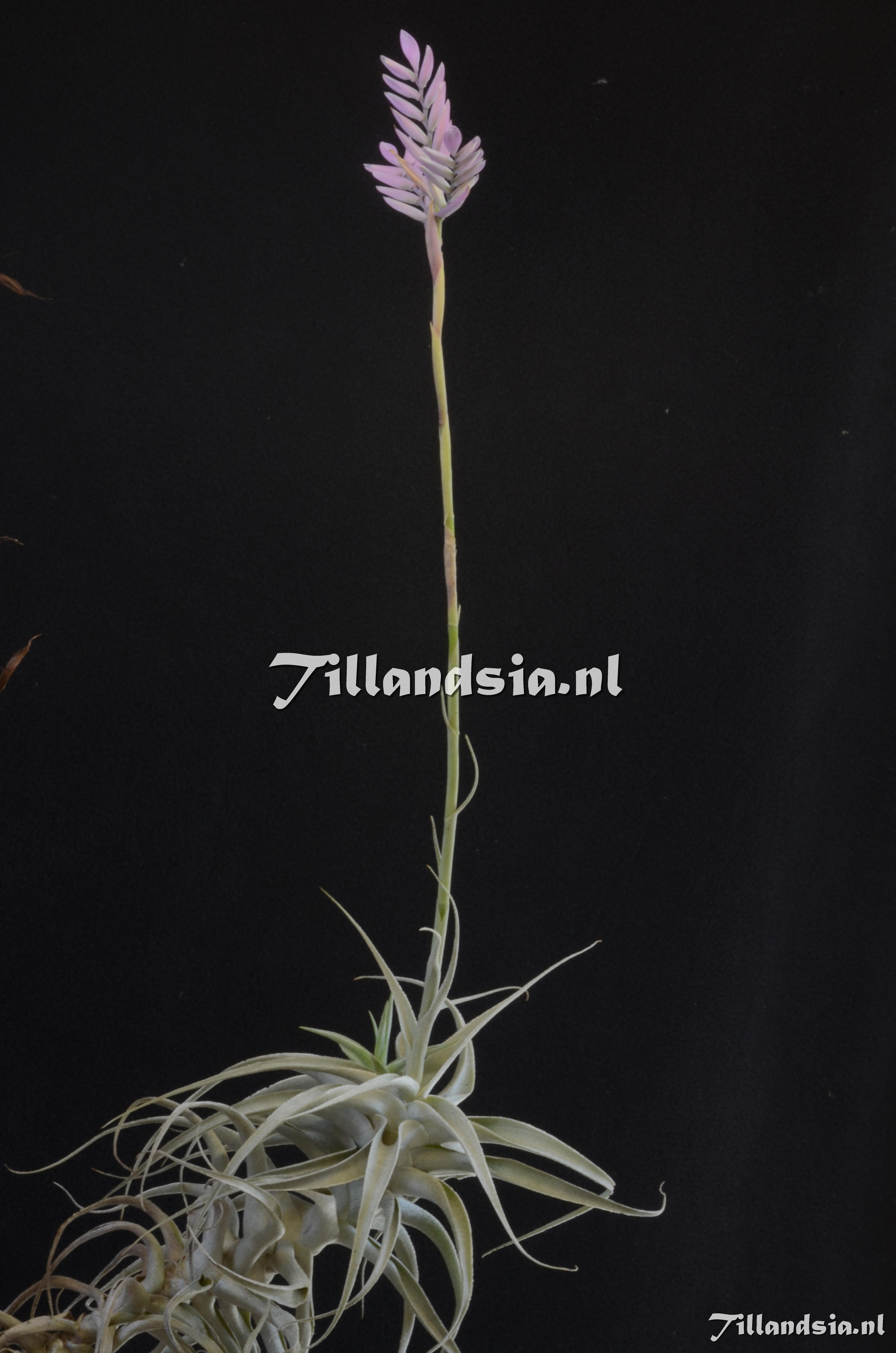 831 Tillandsia cf. straminea