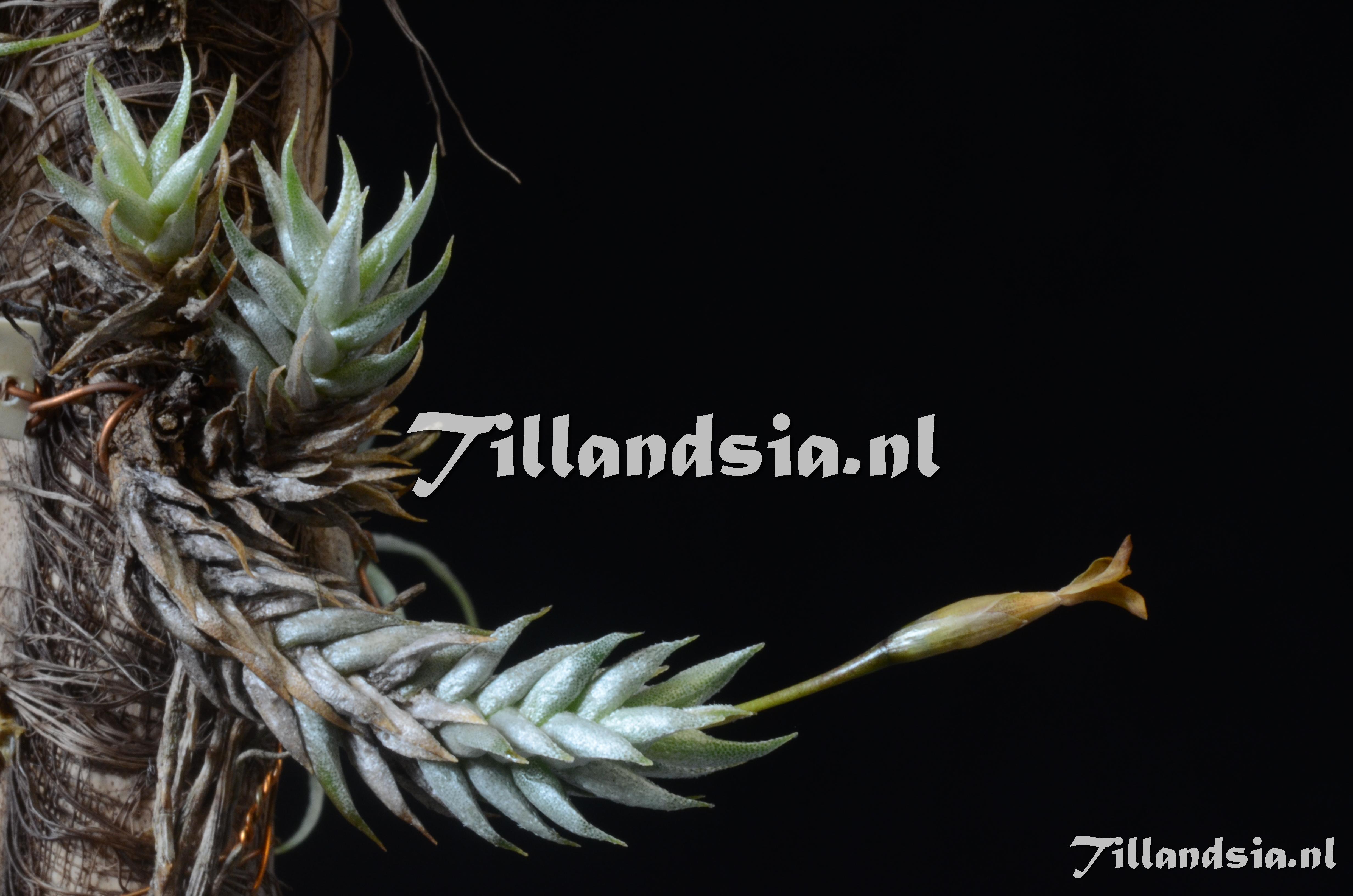 844 Tillandsia aizoides