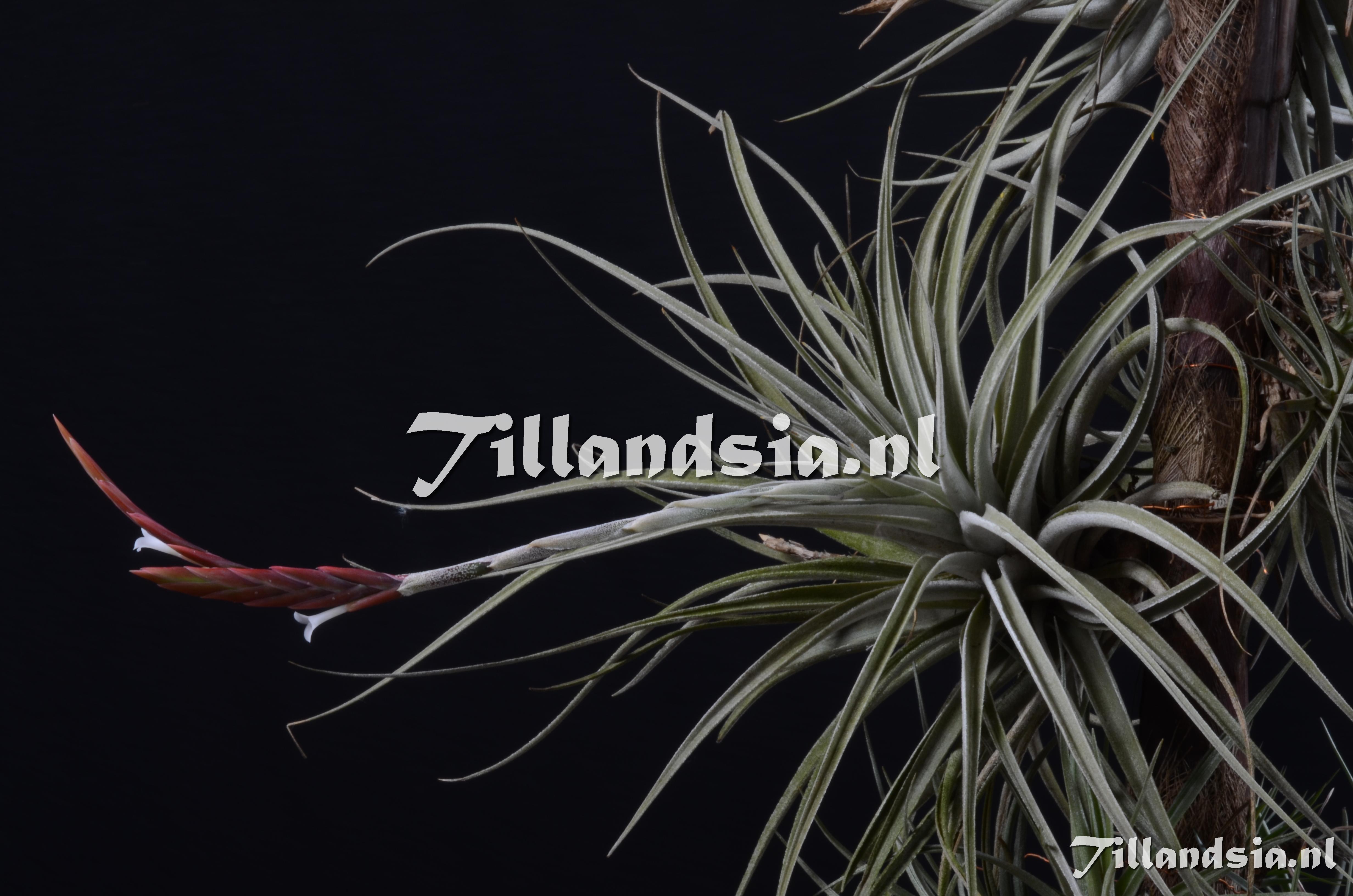 87 Tillandsia lorentziana