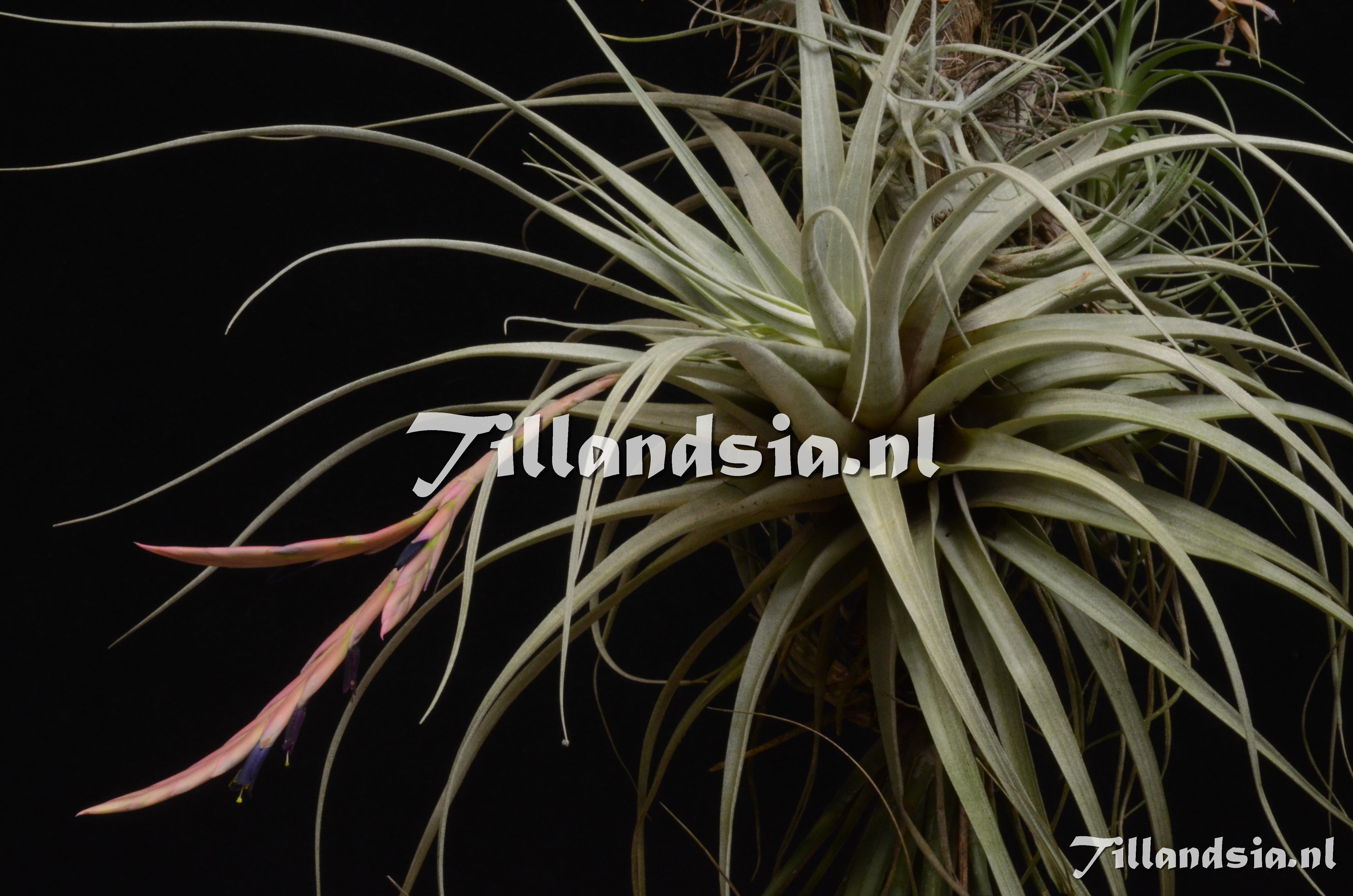 874 Tillandsia andreethae