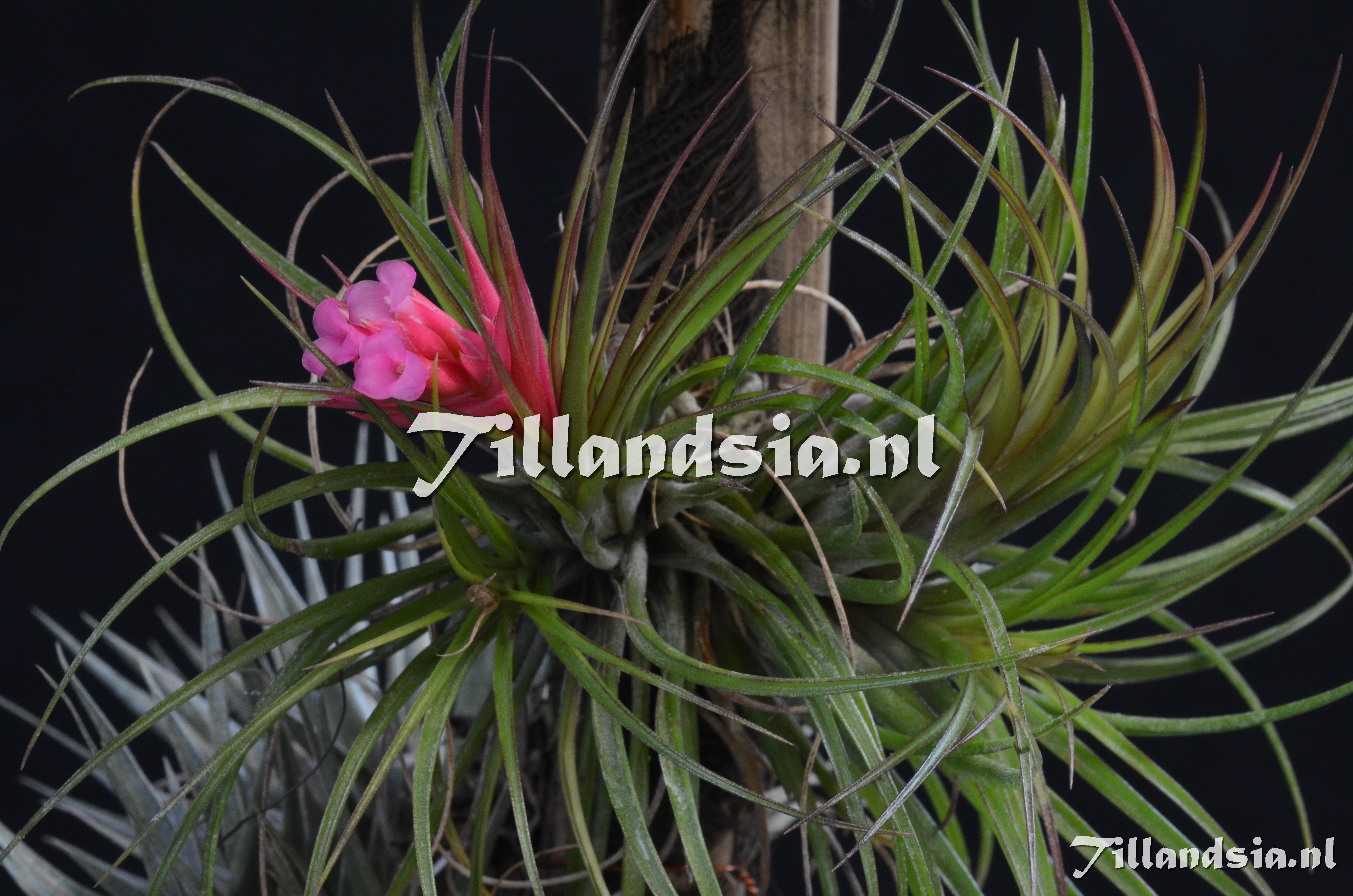 898 Tillandsia globosa