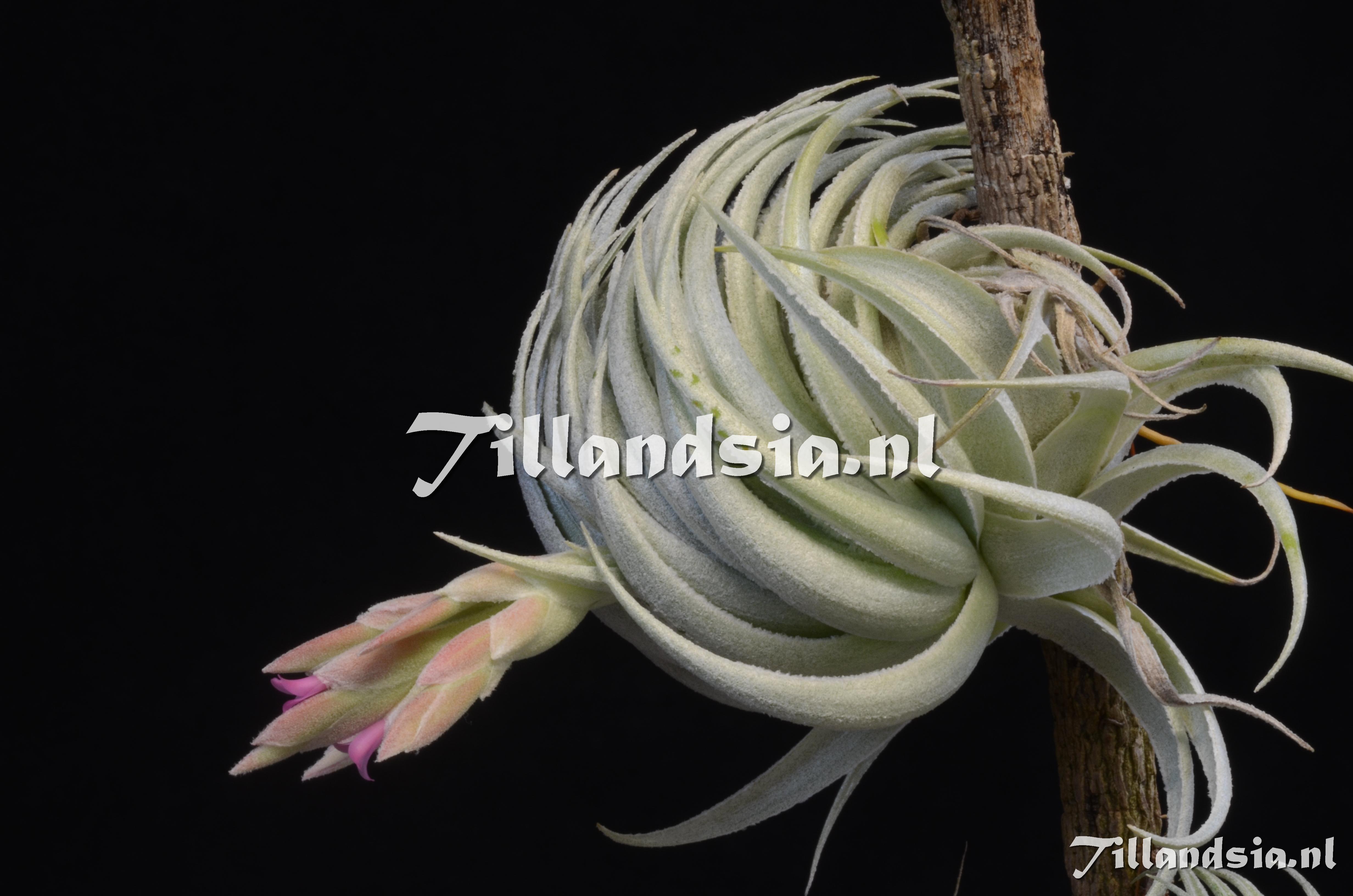 9 Tillandsia piauiensis