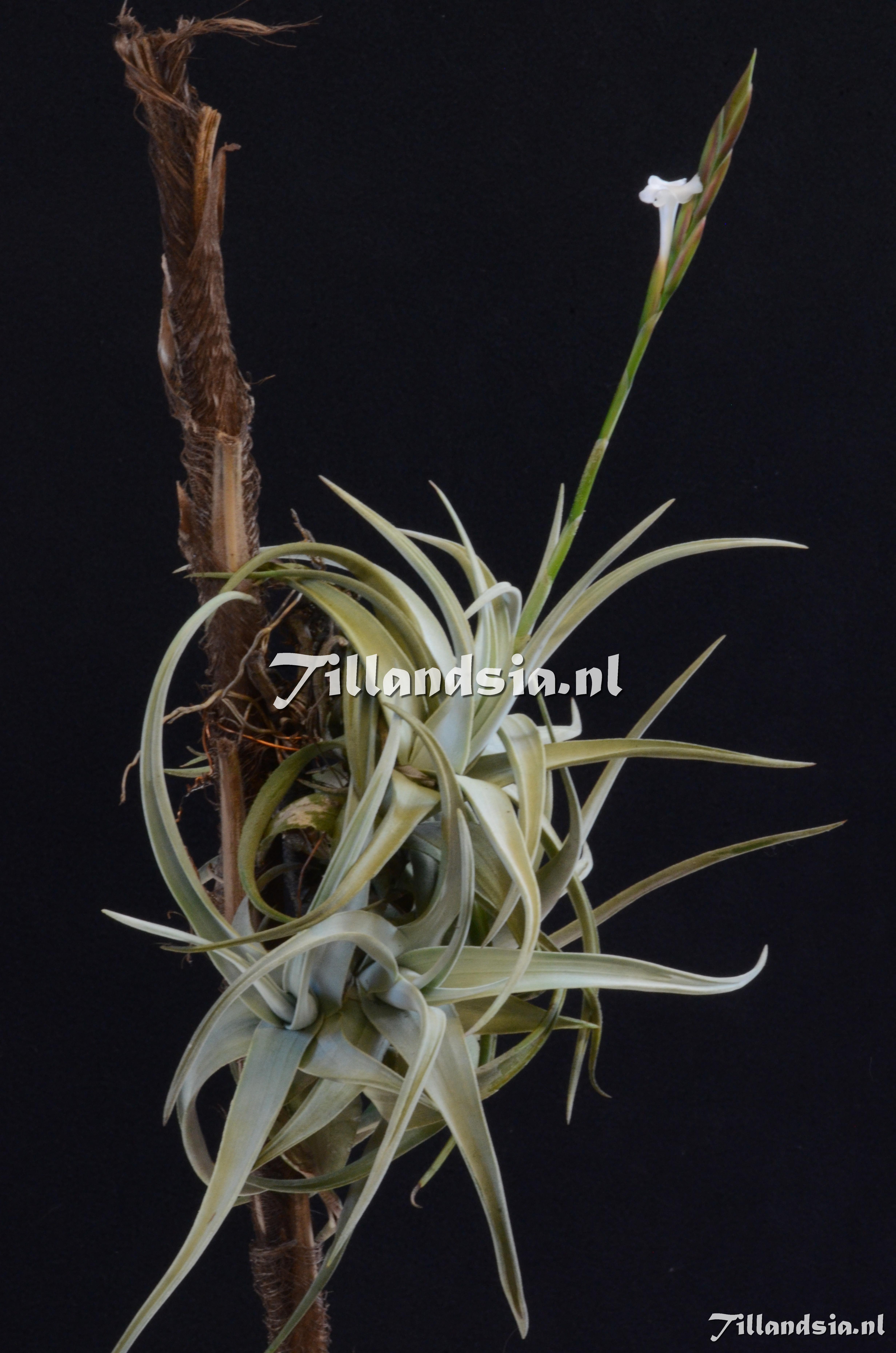 902 Tillandsia arequitae