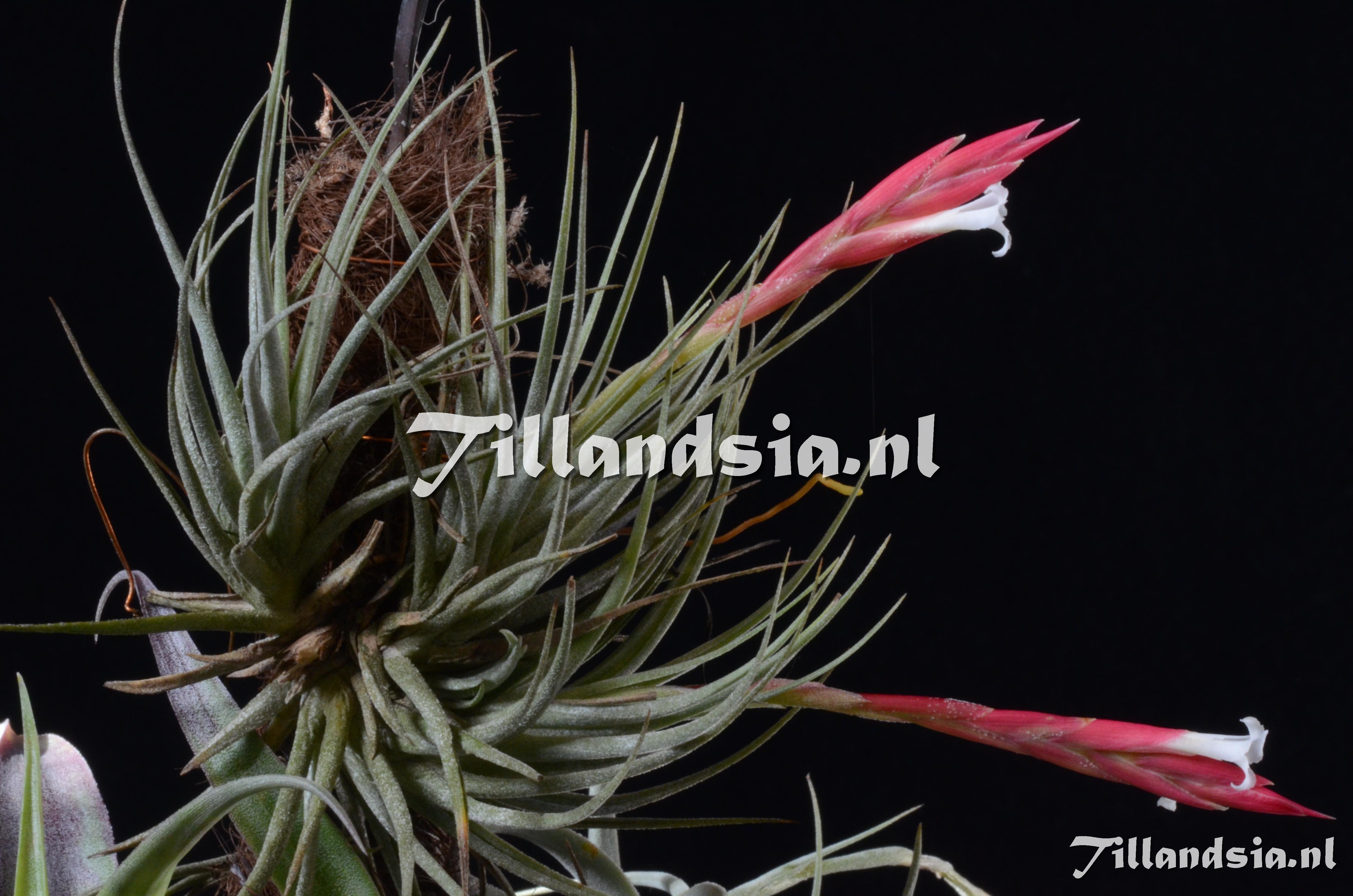 907 Tillandsia baguagrandensis