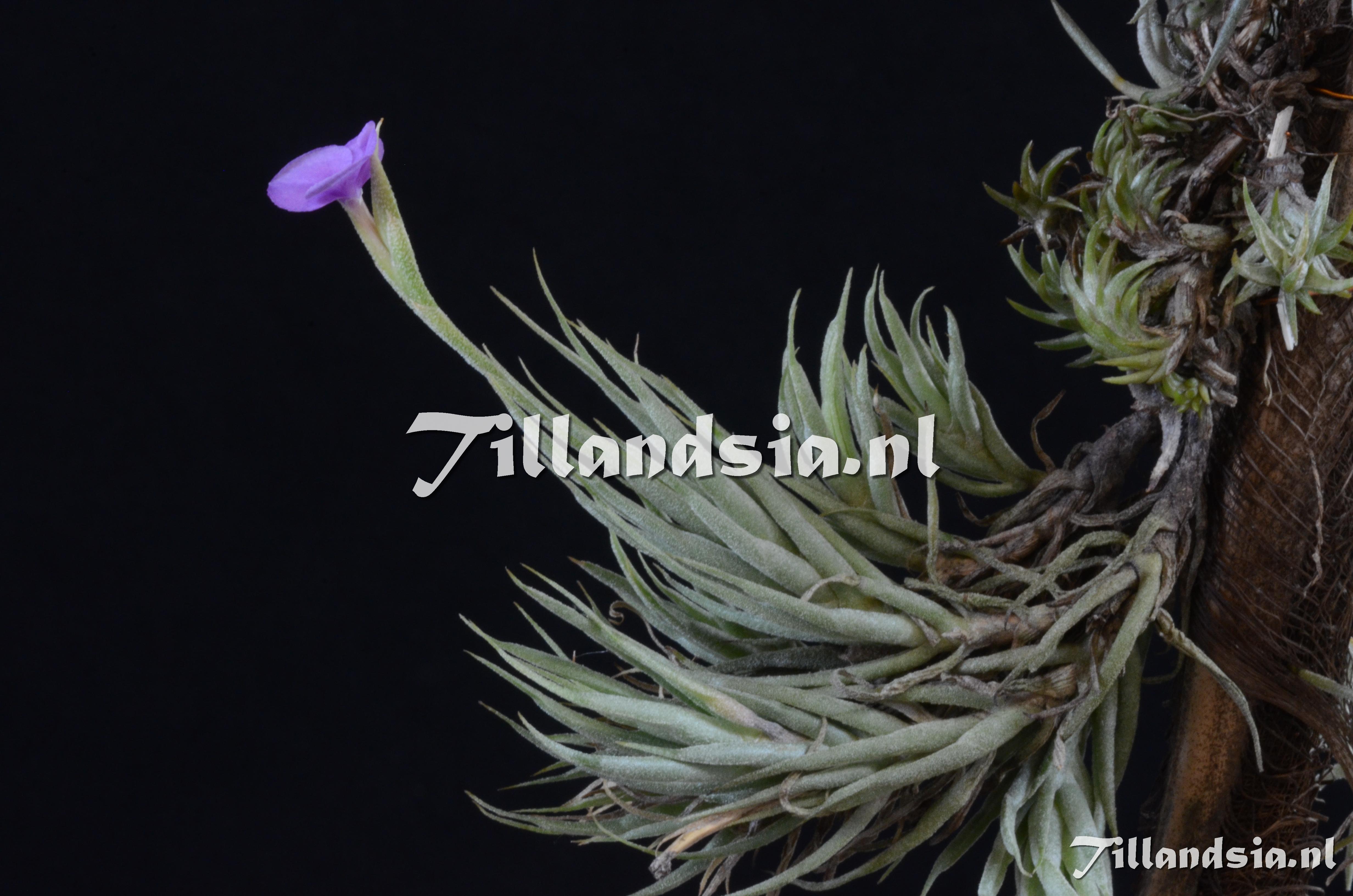 910 Tillandsia kirschnekii