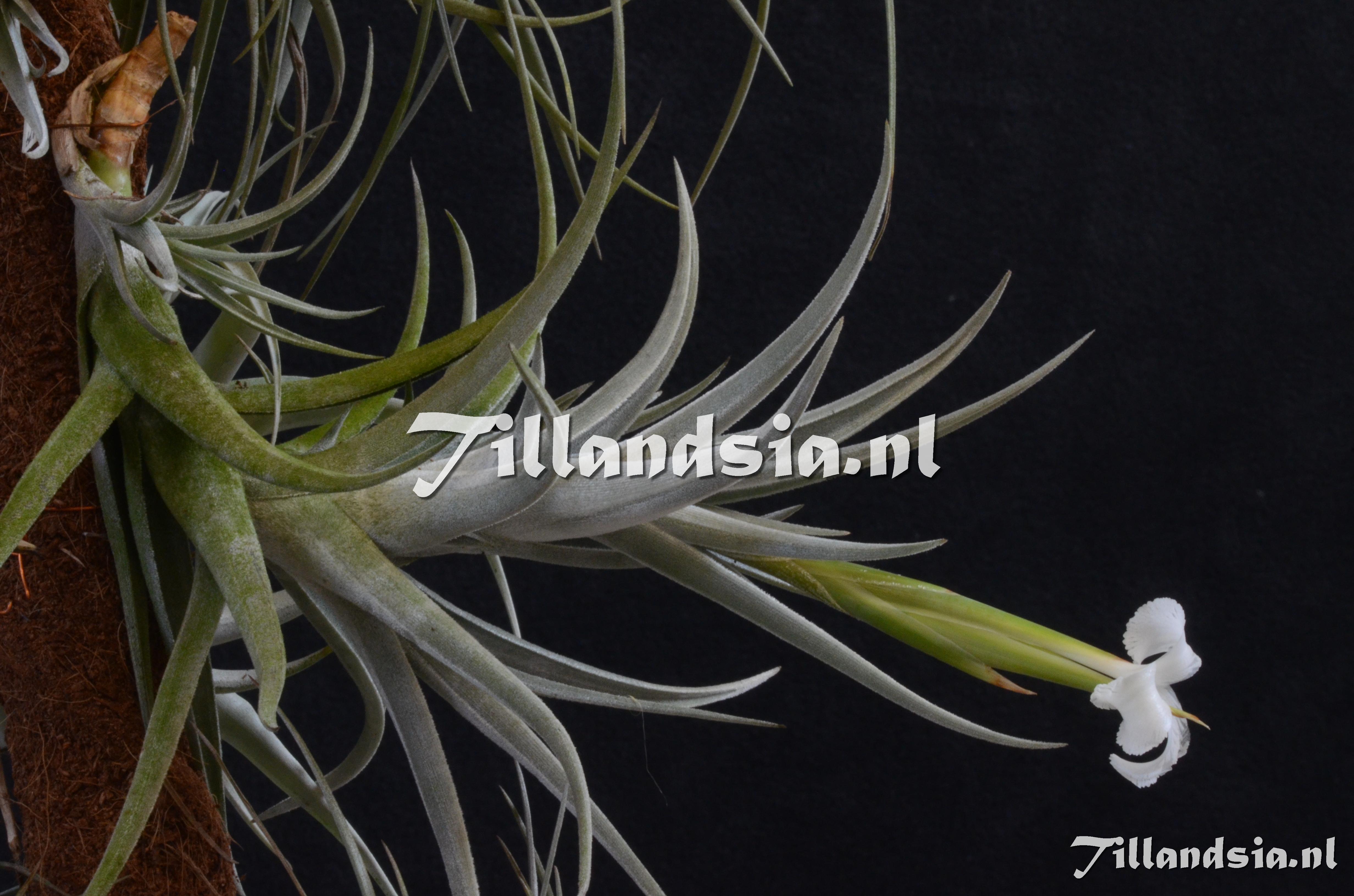 922 Tillandsia xiphioides large form.