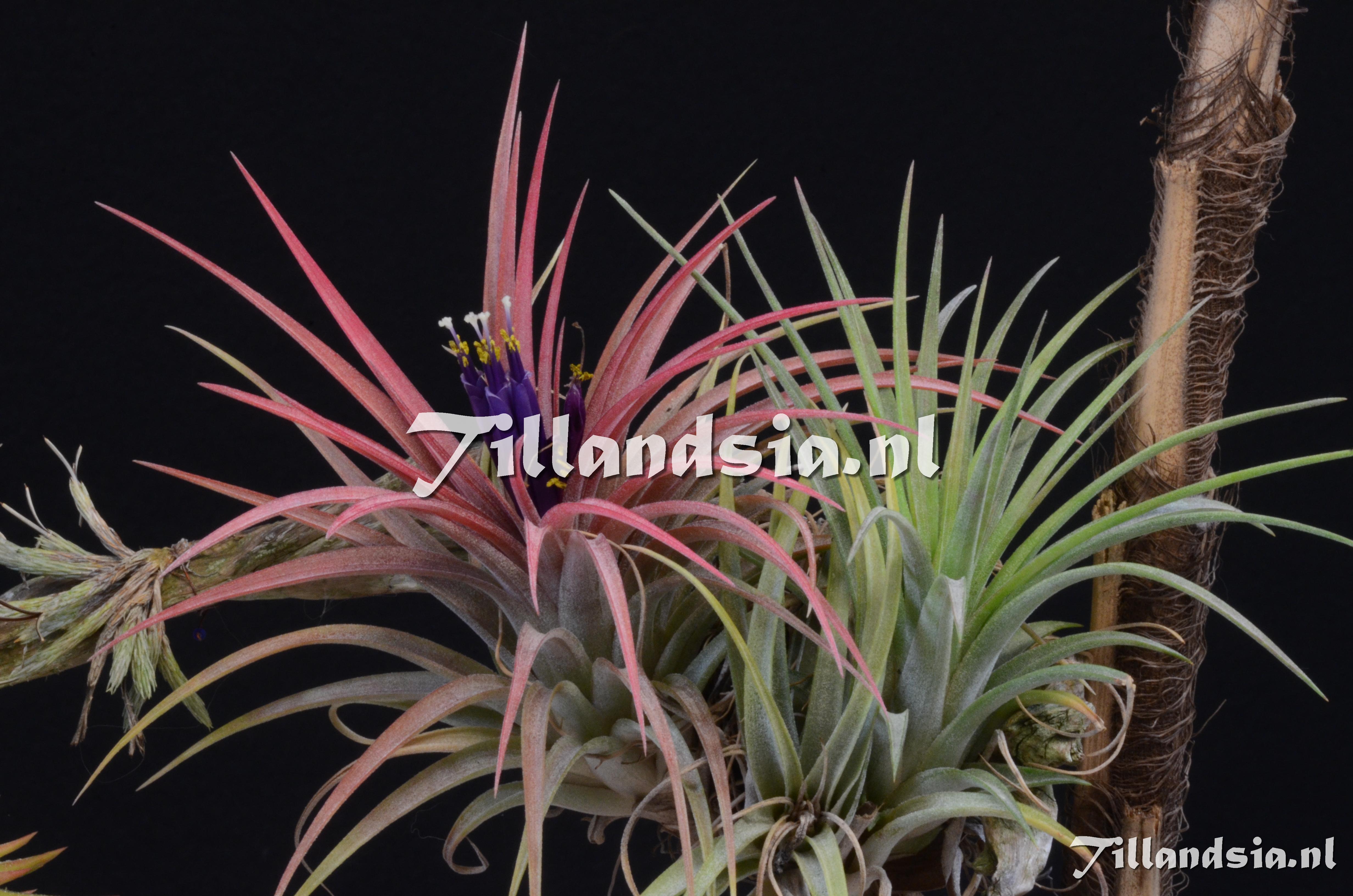 933 Tillandsia cf. abdita