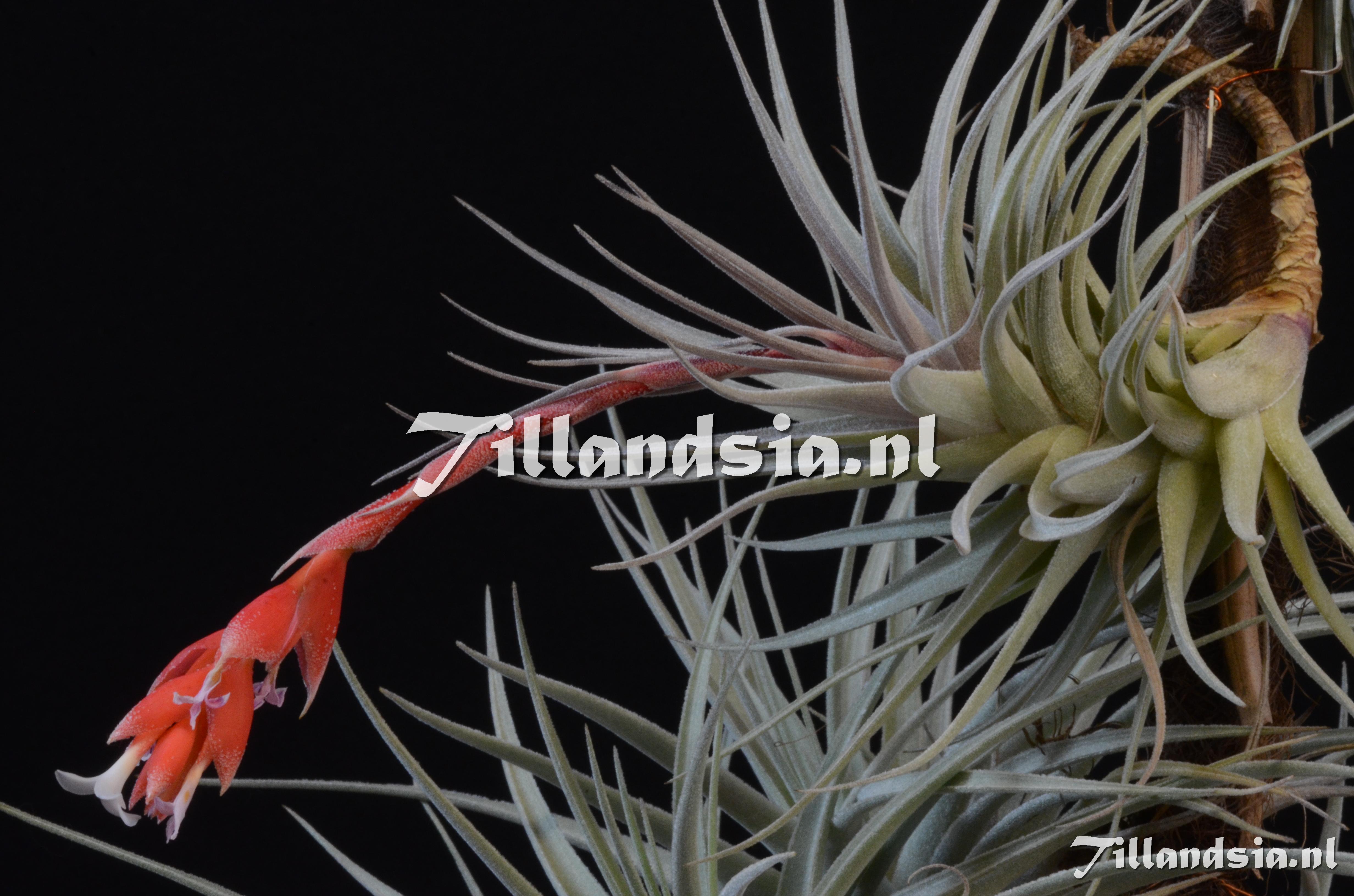 936 Tillandsia cf. subsecundifolia