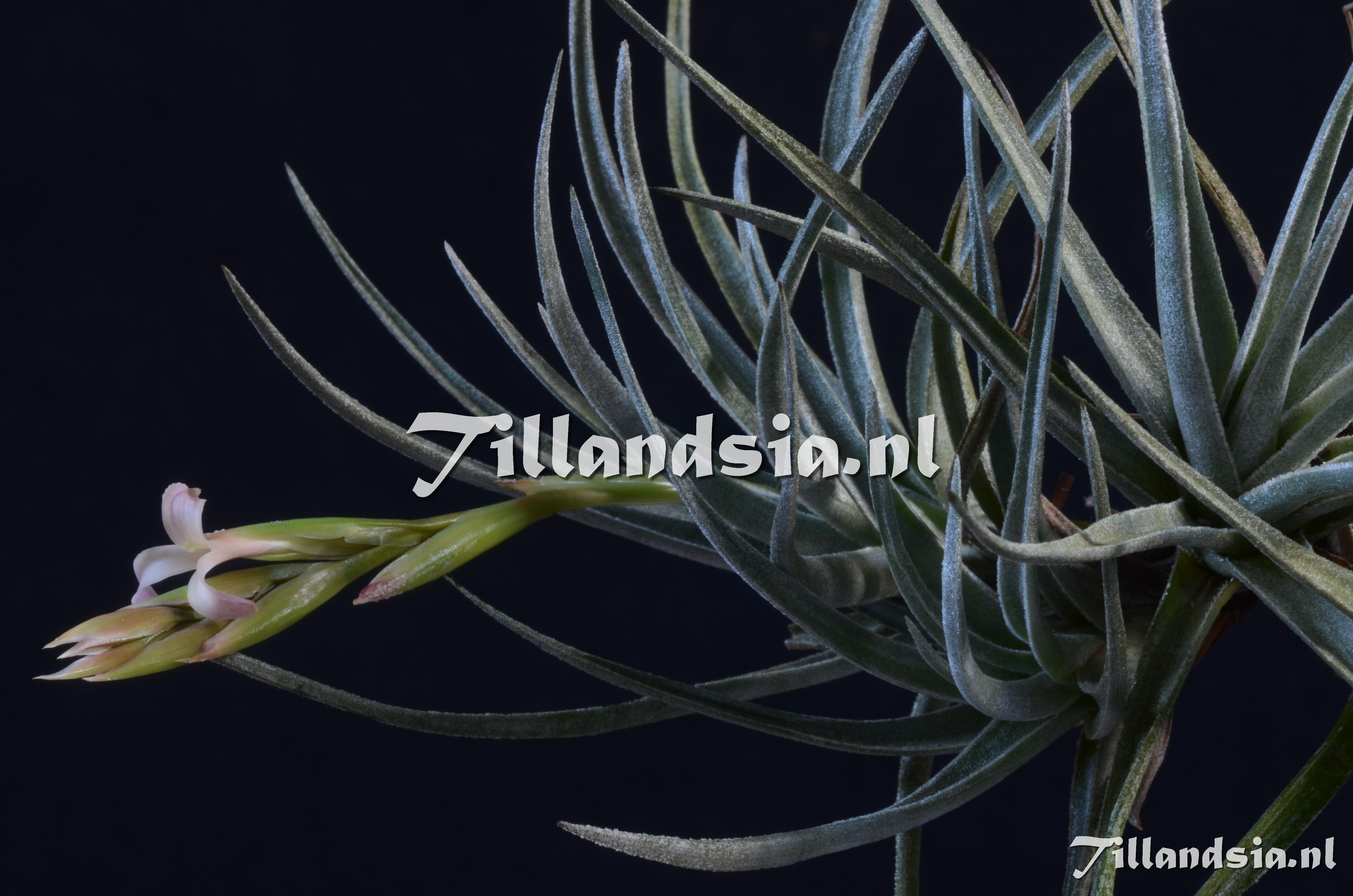 98 Tillandsia genseri